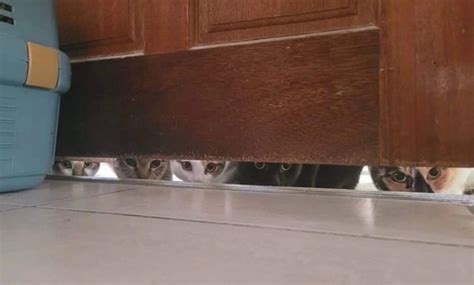 Create meme "funny cats, the cat is hiding, funny cats" - Pictures ...