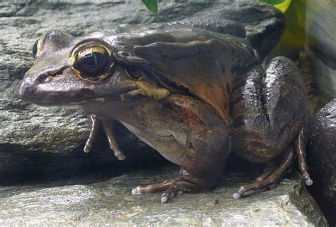 Mountain Chicken l Fascinating Frog - Our Breathing Planet