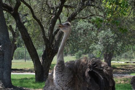 Ostrich Africa Safari - Free photo on Pixabay