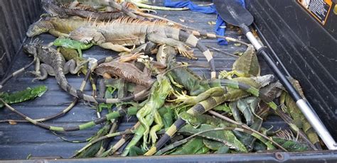 Cold-stunned Iguanas Falling from Florida Trees - Key News