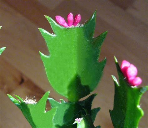 Why Is My Christmas Cactus Blooming Now? | Gardening in the Panhandle