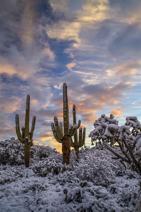 Tucson snowmen | Winter scenery, Snow in arizona, Nature