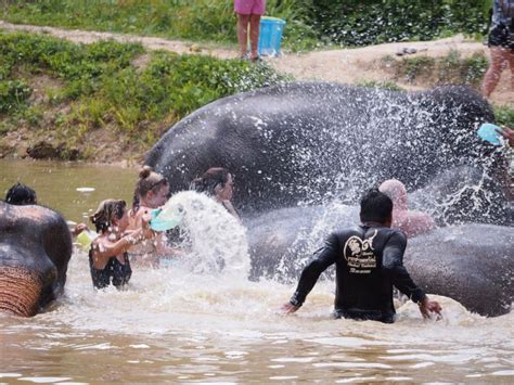 Phuket: Ethical Elephant Sanctuary Interactive Tour - Phuket.Net