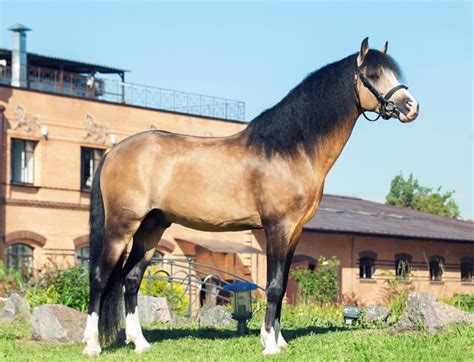 Welsh Pony Breed Information and Pictures - PetGuide | PetGuide