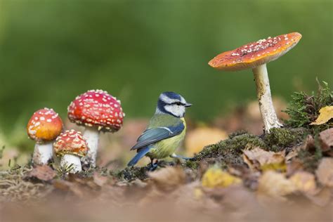 British-Wildlife-Photography-Awards-botanical-britain-winner-by-Jack-Mortimer- – Fubiz Media