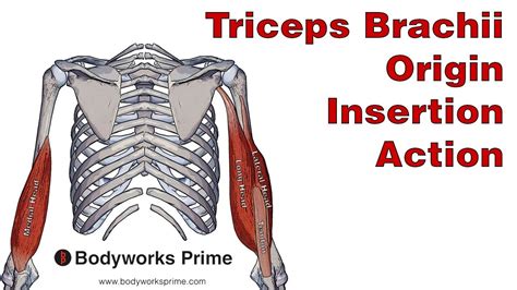 Triceps Brachii Anatomy: Origin, Insertion & Action - YouTube