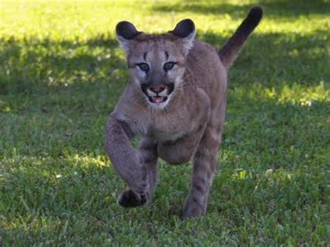 Cougars | Panther Ridge Conservation Center