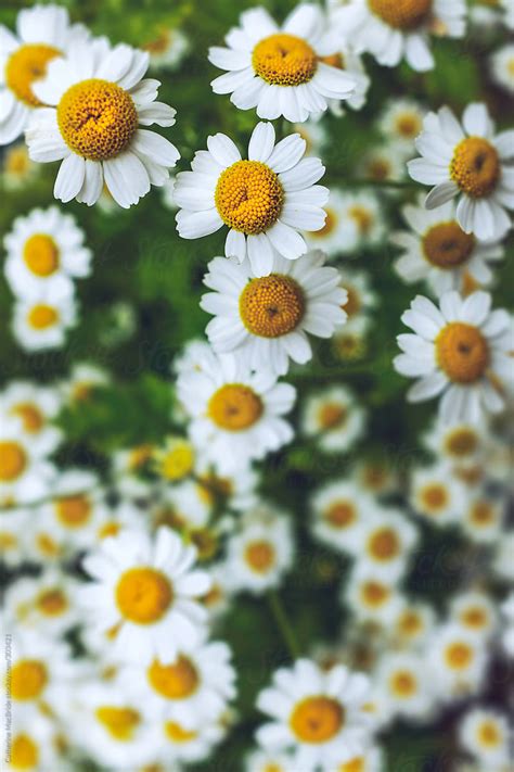 "Feverfew Flowers" by Stocksy Contributor "Catherine MacBride" - Stocksy