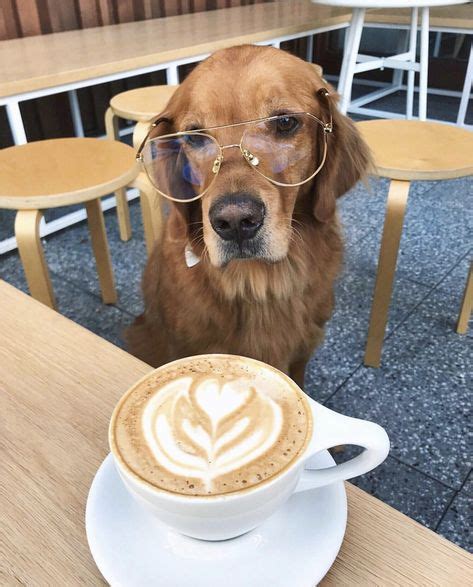 coffee please / @danielleebrownn | Animal coffee, Funny dog memes, Cute baby animals