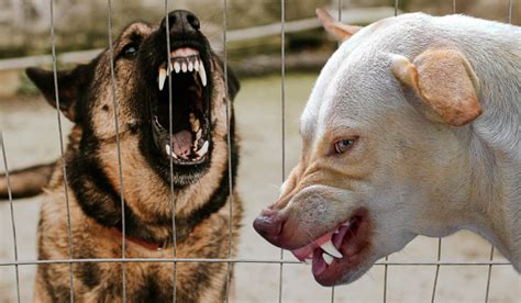 New Laws To Tackle Dangerous Dog Attacks