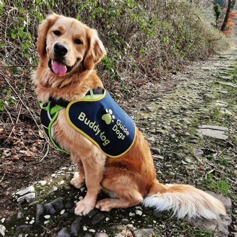 Trained “Buddy Dog” Helps Blind 6-Year-Old Find His Confidence - Dogs Experts