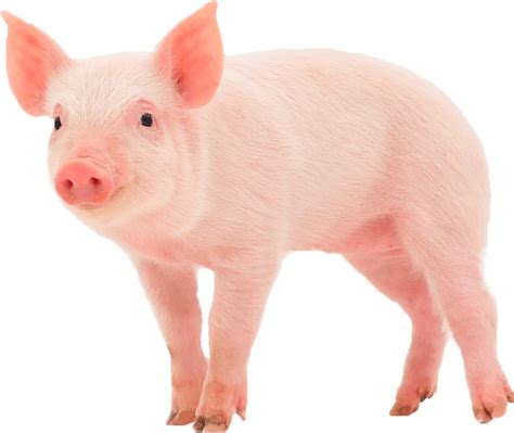 Pig transparent PNG - StickPNG