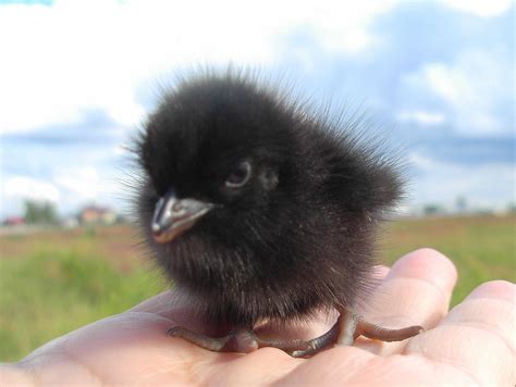 Nestling Black Rail. Crow nestlings would be larger, have pinkish gape phalanges, blue eyes, 3 ...