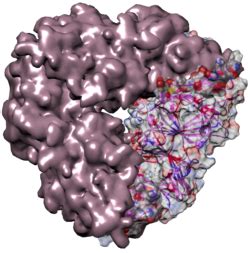 Globulin - Wikipedia | Vegetables, Food, Wikipedia