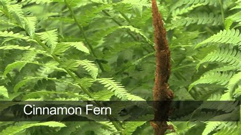 How To Grow Ferns - YouTube