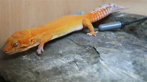 Leopard Gecko Heating and Lighting Needs! - YouTube