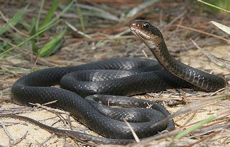 Coluber Constrictor Facts and Pictures