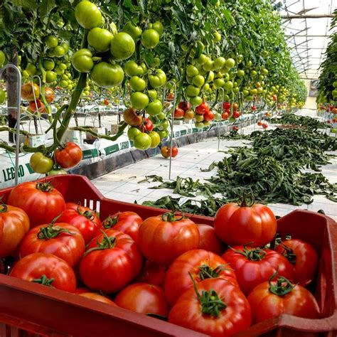 Hydroponic Tomato Plants: How To Grow & Care For Tomatoes In Hydroponic Systems : r/HydroponicGaden