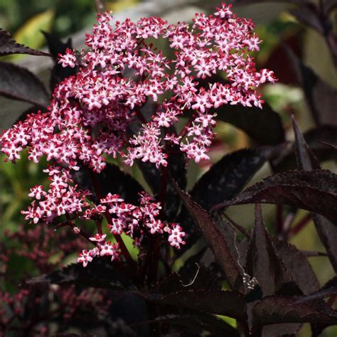 Sambucus Black Beauty