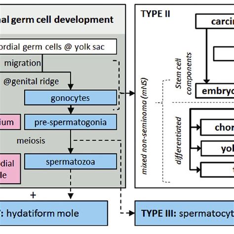 Germ cell tumor subtypes and their relation to normal germ cell... | Download Scientific Diagram