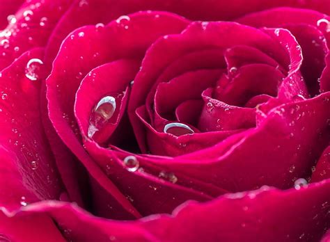 Free download | HD wallpaper: Beautiful Red Rose Dew Drops, red rose ...