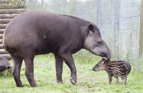 35 Incredible Tapirs Facts