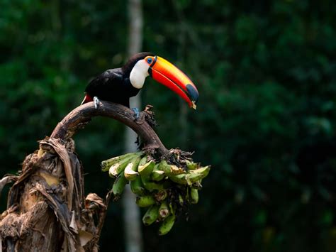 How Long Do Toucans Live? | Birdfact