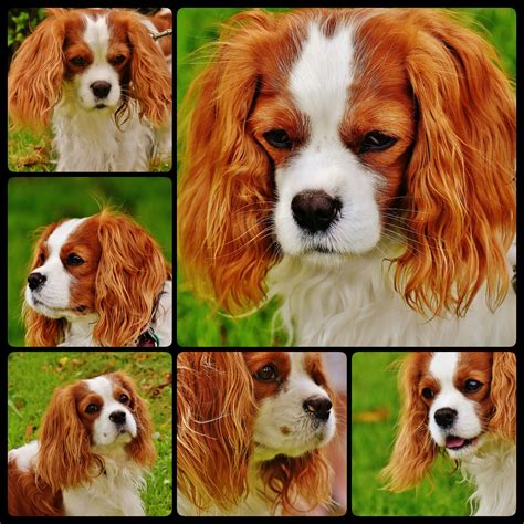 Funny king charles spaniel free image download