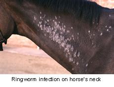 Ringworm in Horses | VCA Animal Hospital