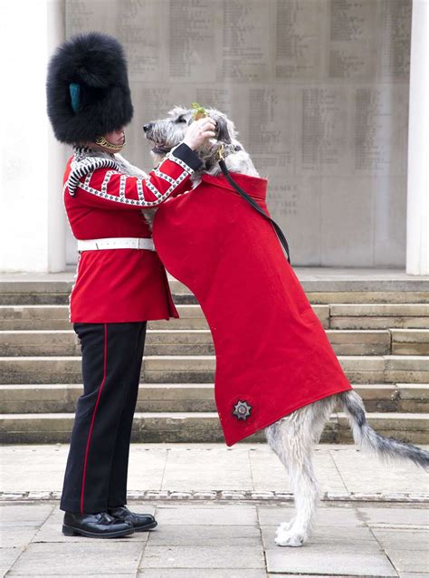 Irish Guards mascot to partake in first ceremonial engagement