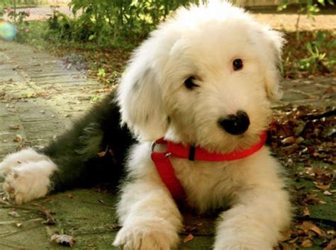 Stanley The Old English Sheepdog | Old english sheepdog, English sheepdog, Old english sheepdog ...