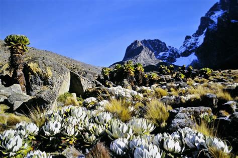 Mount Kenya National Park/Natural Forest | GoUNESCO | Go UNESCO