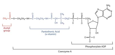 Coenzyme A ~ Everything You Need to Know with Photos | Videos