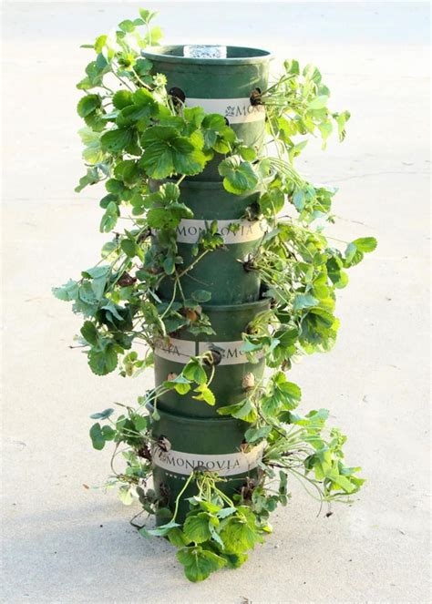 9 incroyables façons de faire pousser les fraises!! À la verticale, en hauteur, en pot, etc ...