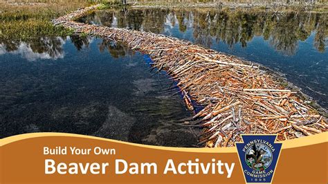 Build Your Own Beaver Dam Activity - YouTube