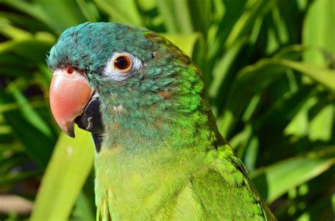 Blue Crowned Conure Care, Feeding, Health, Colors and Sounds - PetGuide ...