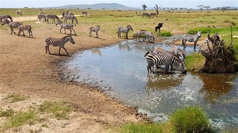 African Savanna Watering Hole - A Pictures Of Hole 2018