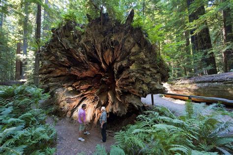 Redwood National Park | Alle tips, reviews en reizen vind je op Amerika.nl