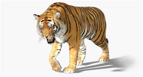 3d tiger fur animation model