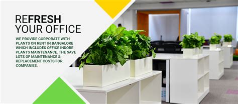 PLANTS FOR OFFICES