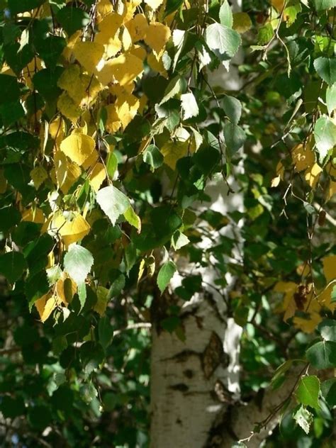 Free picture: birch, leaves, green leaves