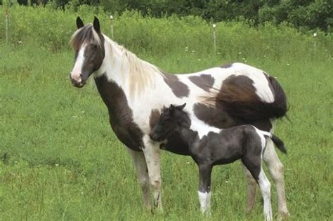 9 Native American Horse Breeds and Their Roles in History