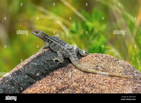 Dumeril's Madagascar Swift, Oplurus quadrimaculatus, Andringitra ...