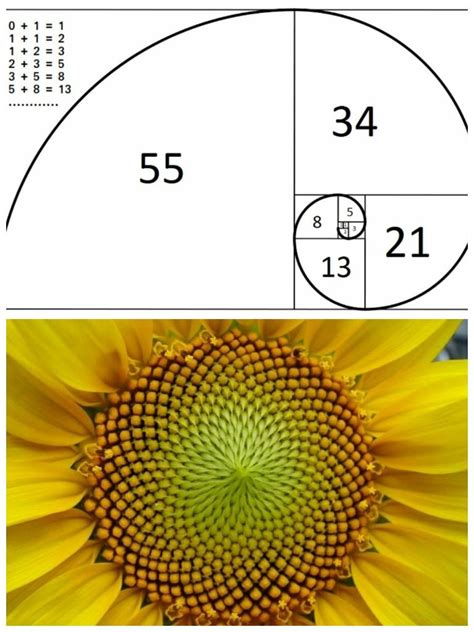 The spiral shapes of sunflowers follow a Fibonacci sequence. : r ...