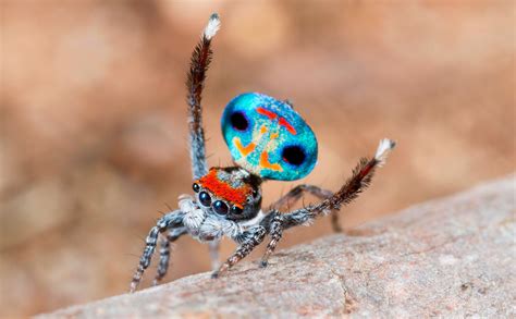 Pin on Salticidae