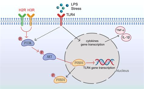 A schematic illustration of the proposed mechanism for H2R/H3R to... | Download Scientific Diagram