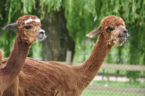 Seaview Wildlife Encounter: ALPACA SHEARING TIME!