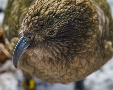 Photography competitions in New Zealand - The After Work Photographer