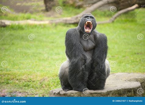 Silverback Gorilla Showing Teeth Royalty Free Stock Photography - Image ...