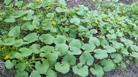 Our Dosakaya plants/Indian cucumber and ivy gourd, #indianplants - YouTube